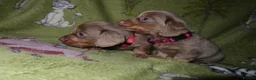 Miniature Dachshund dogs for sale: Last 2 blue&tan girls kc longhair mini dachshunds - Advert 10