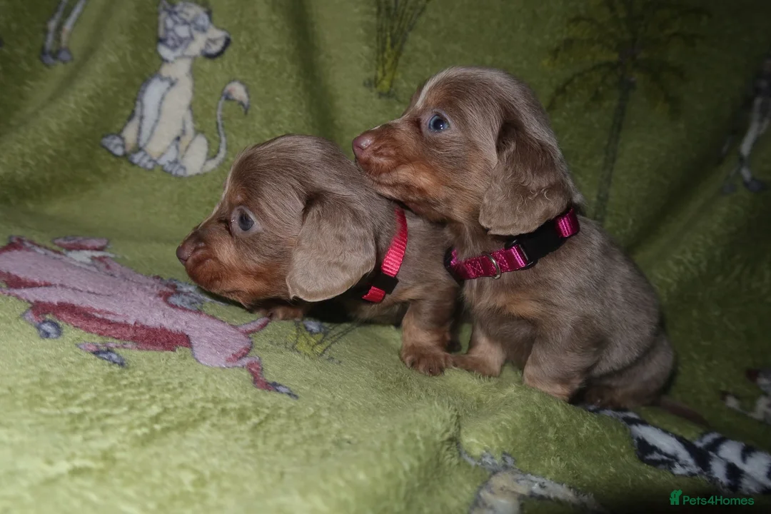 Miniature Dachshund dogs for sale: Last 2 blue&tan girls kc longhair mini dachshunds - Advert 10