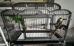 Cockatiels birds for sale: Cockatiel 4 months old  - Advert 4