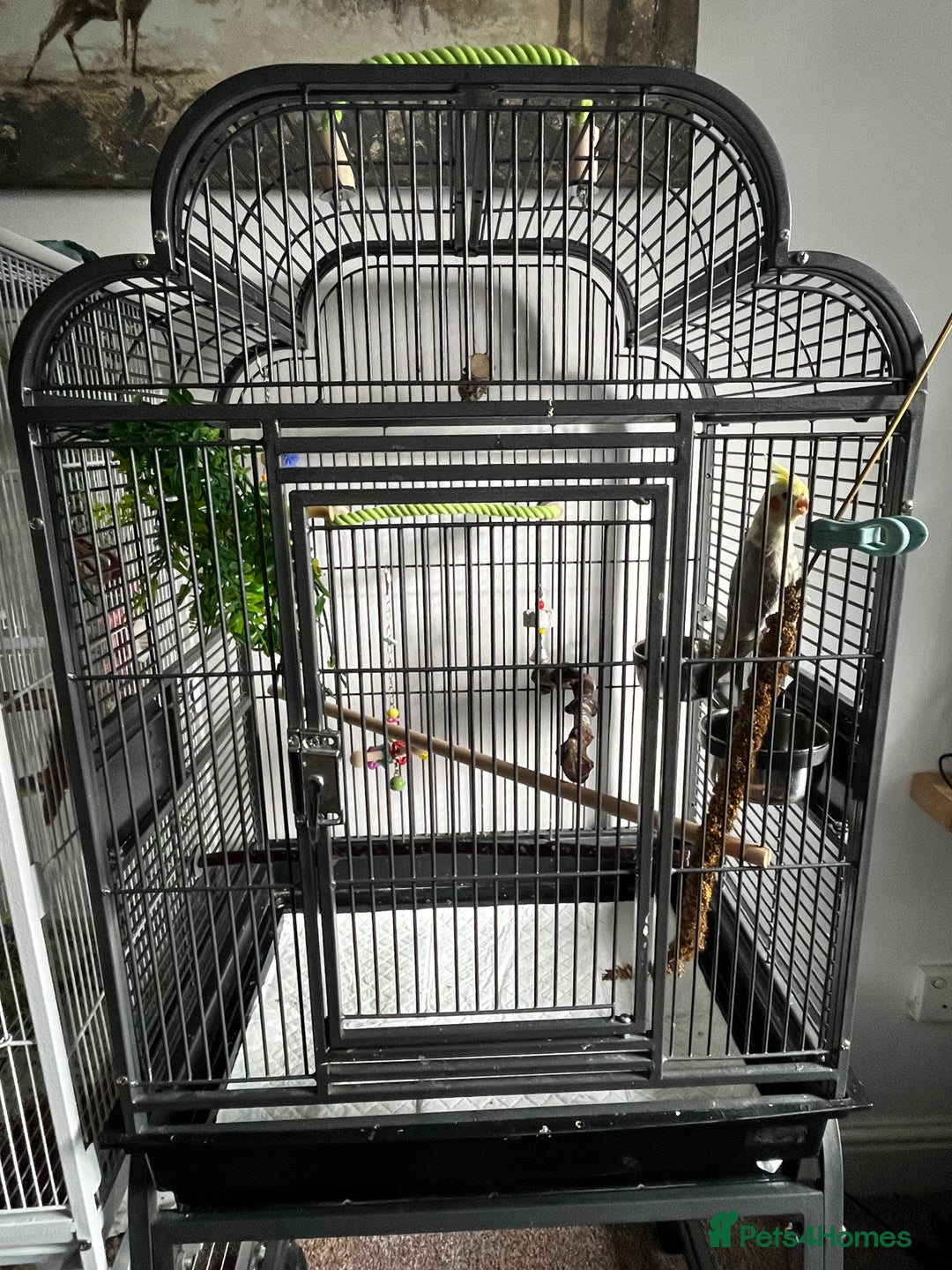 Cockatiels birds for sale: Cockatiel 4 months old  - Advert 4