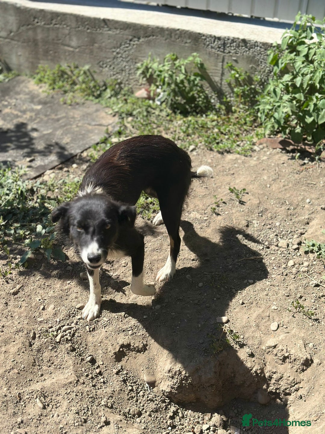 Mixed Breed dogs for adoption: 🐾🩷CANDY, a marvellous girl for a Loving Home🐾🏡 - Image 9