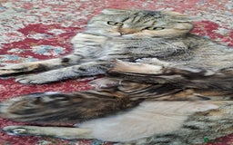 Scottish Fold cats for sale: Scottish fold kittens  - Image 11