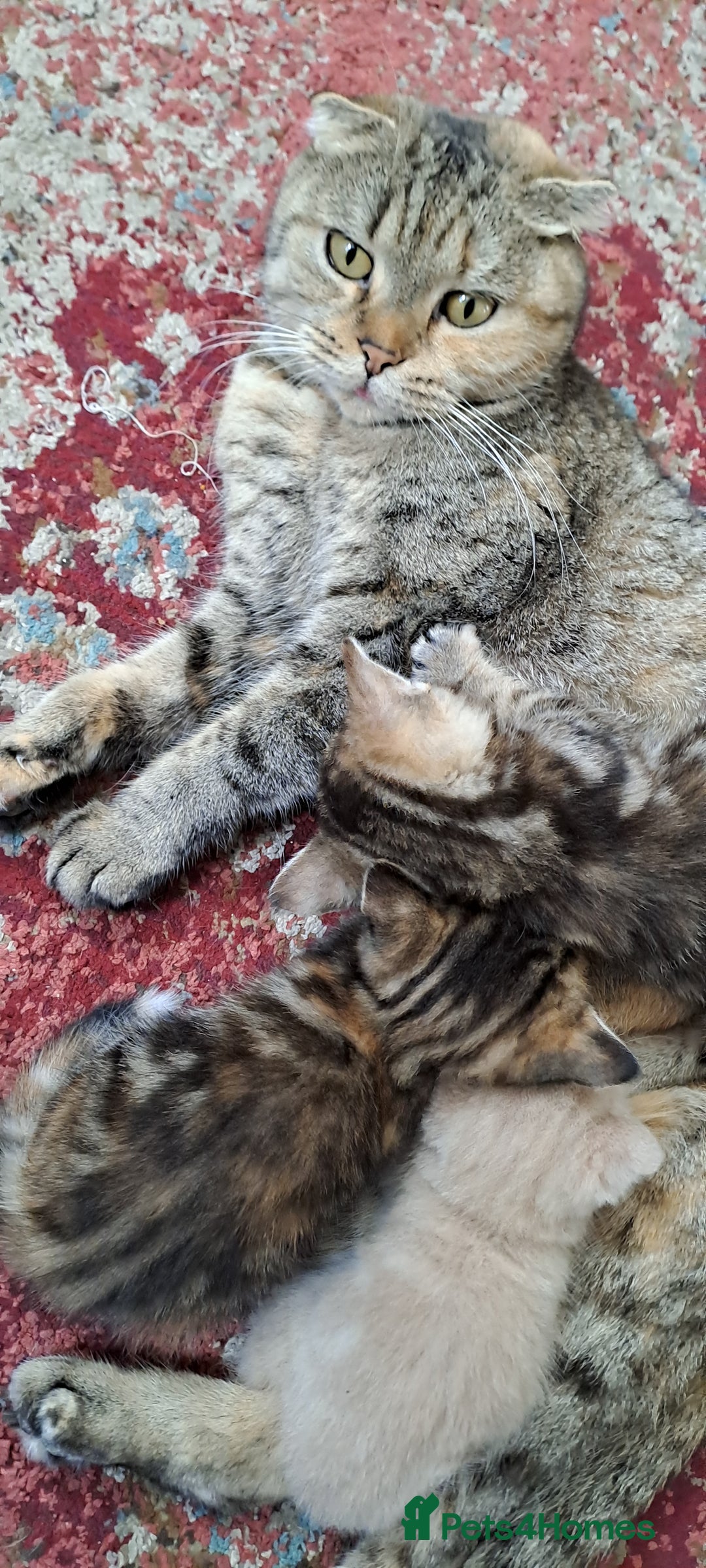 Scottish Fold cats for sale: Scottish fold kittens  - Image 11