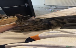 Domestic Shorthair cats for sale: kittens  - Image 4