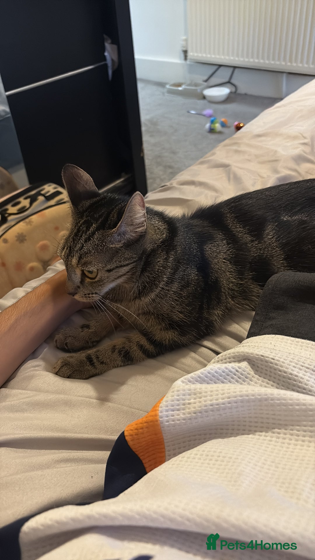 Domestic Shorthair cats for sale: kittens  - Image 4