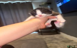 Mixed Breed cats for sale: Mixed kittens.  - Image 14