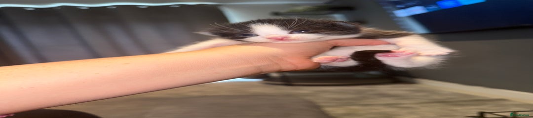 Black and white fluff ball 