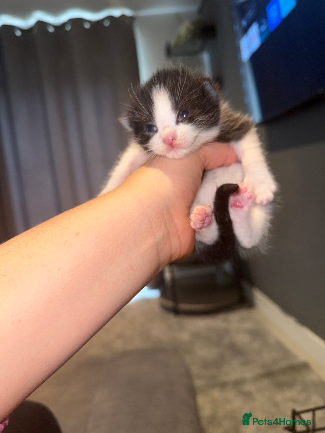 Mixed Breed cats for sale: Mixed kittens.  - Image 14