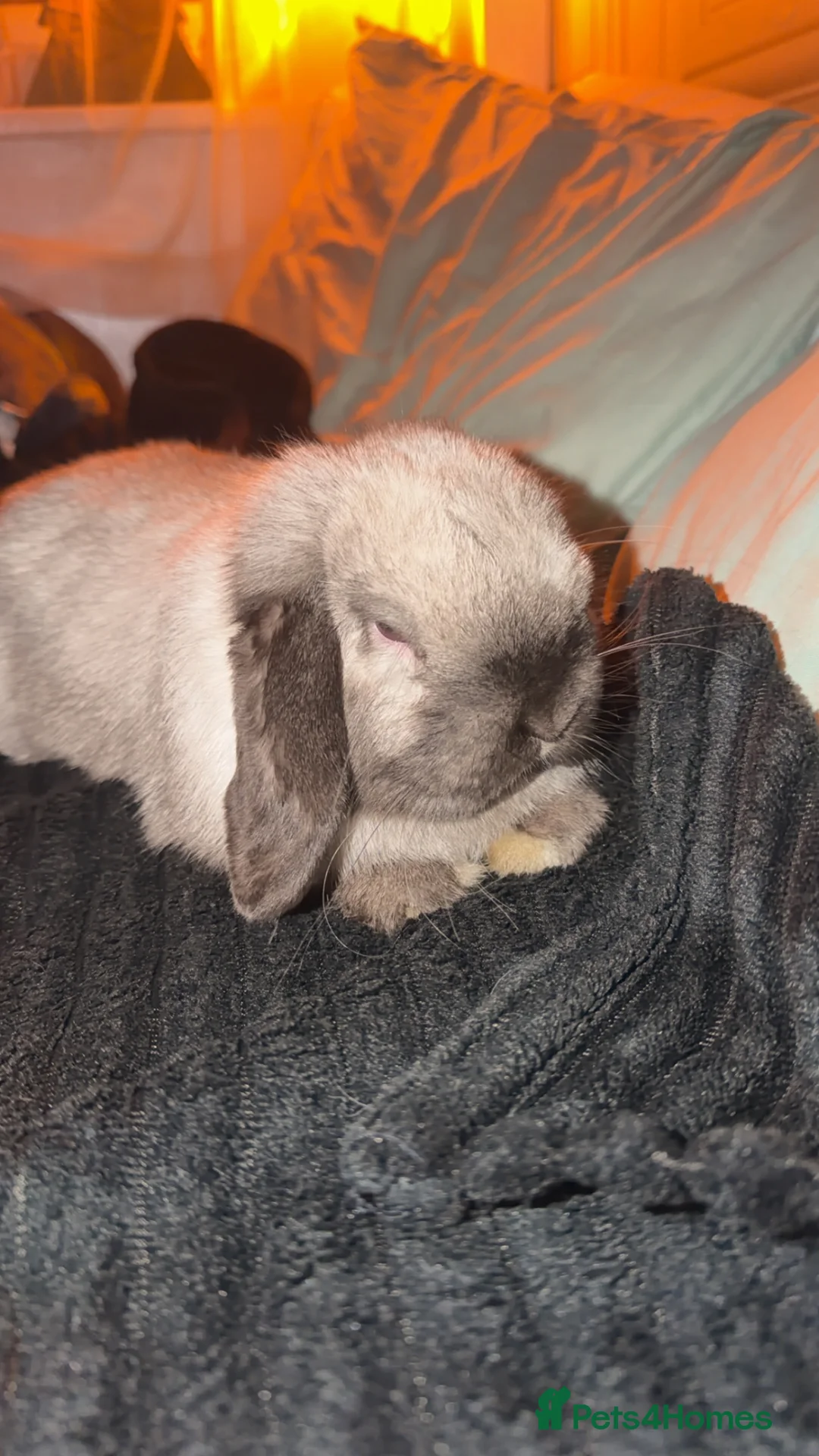 Mini Lop rabbits for sale: 2 mini lops for rehoming in Doncaster - Advert 4