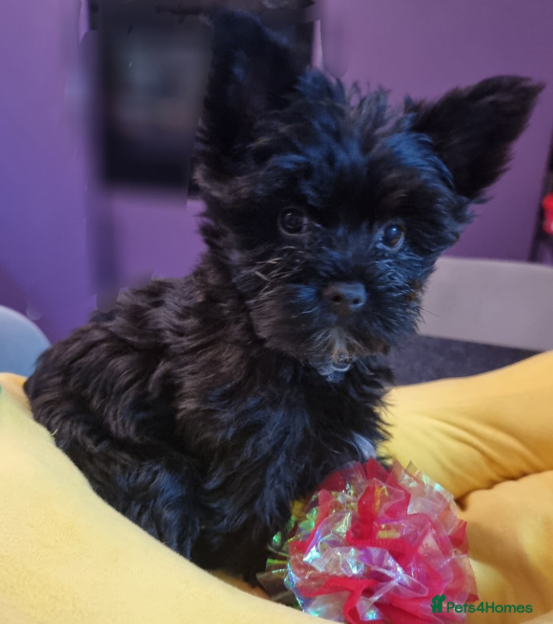 Yorkshire Terrier dogs for sale: Yorkshire Terrier puppies  - Image 14