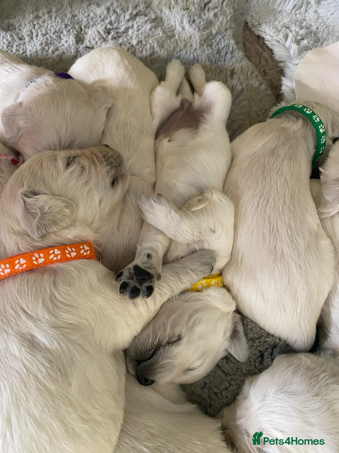 Golden Retriever dogs for sale: KC registered golden Retriever’s  in Hull - Advert 16