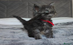 Maine Coon cats for sale: European Maine coon Kittens - Image 11