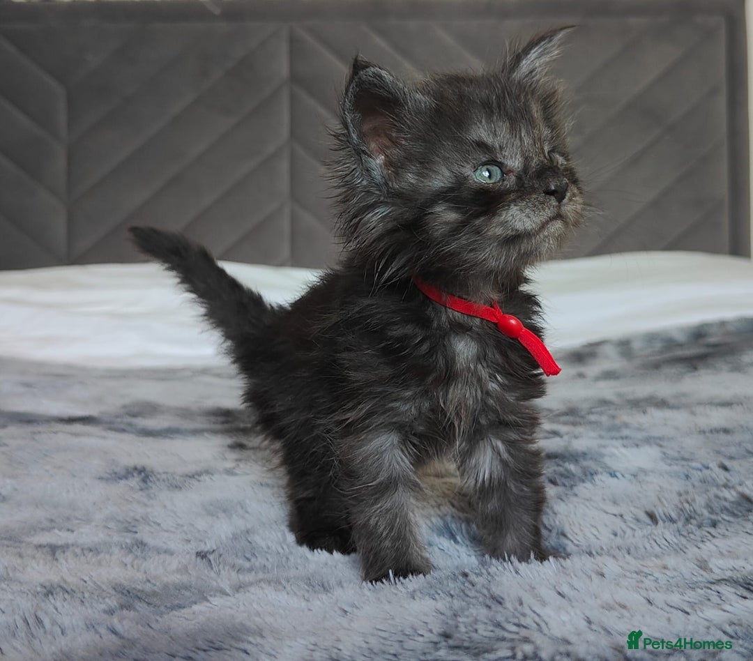 Maine Coon cats for sale: European Maine coon Kittens - Image 11