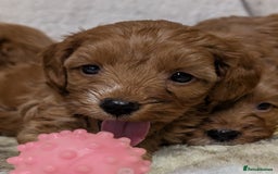 Cockapoo dogs for sale: Beautiful F1 Cockapoo puppies DNA clear  - Image 2