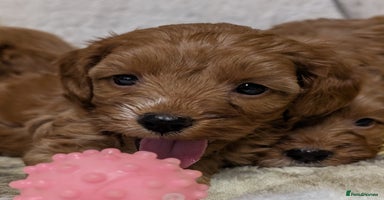 Cockapoo dogs - Advert 1