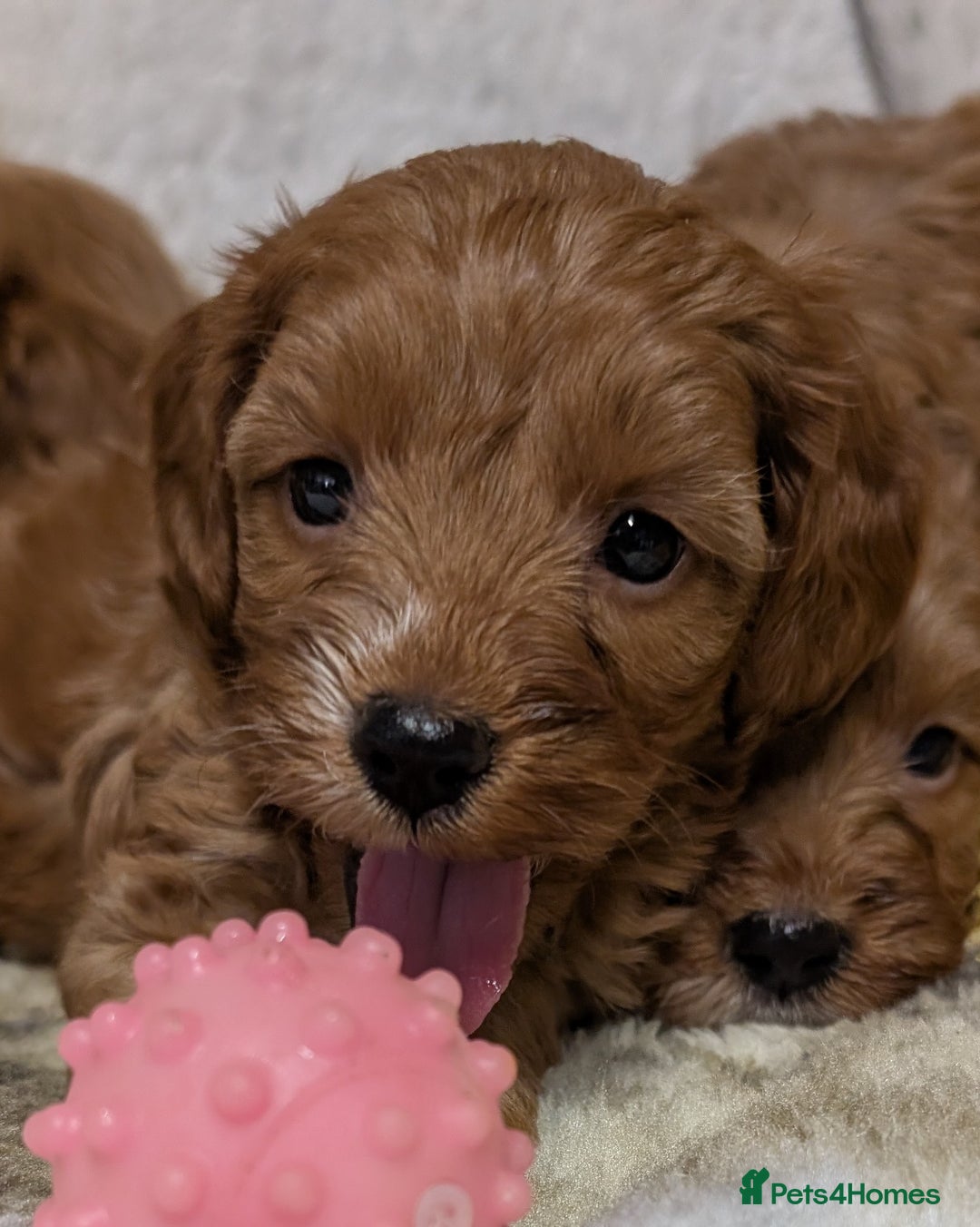 Cockapoo dogs for sale: Beautiful F1 Cockapoo puppies DNA clear  - Image 2