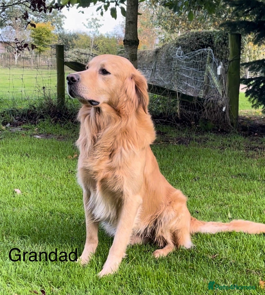 Golden Retriever dogs for sale: KC Registered Red/Golden Retriever Puppies - Advert 8