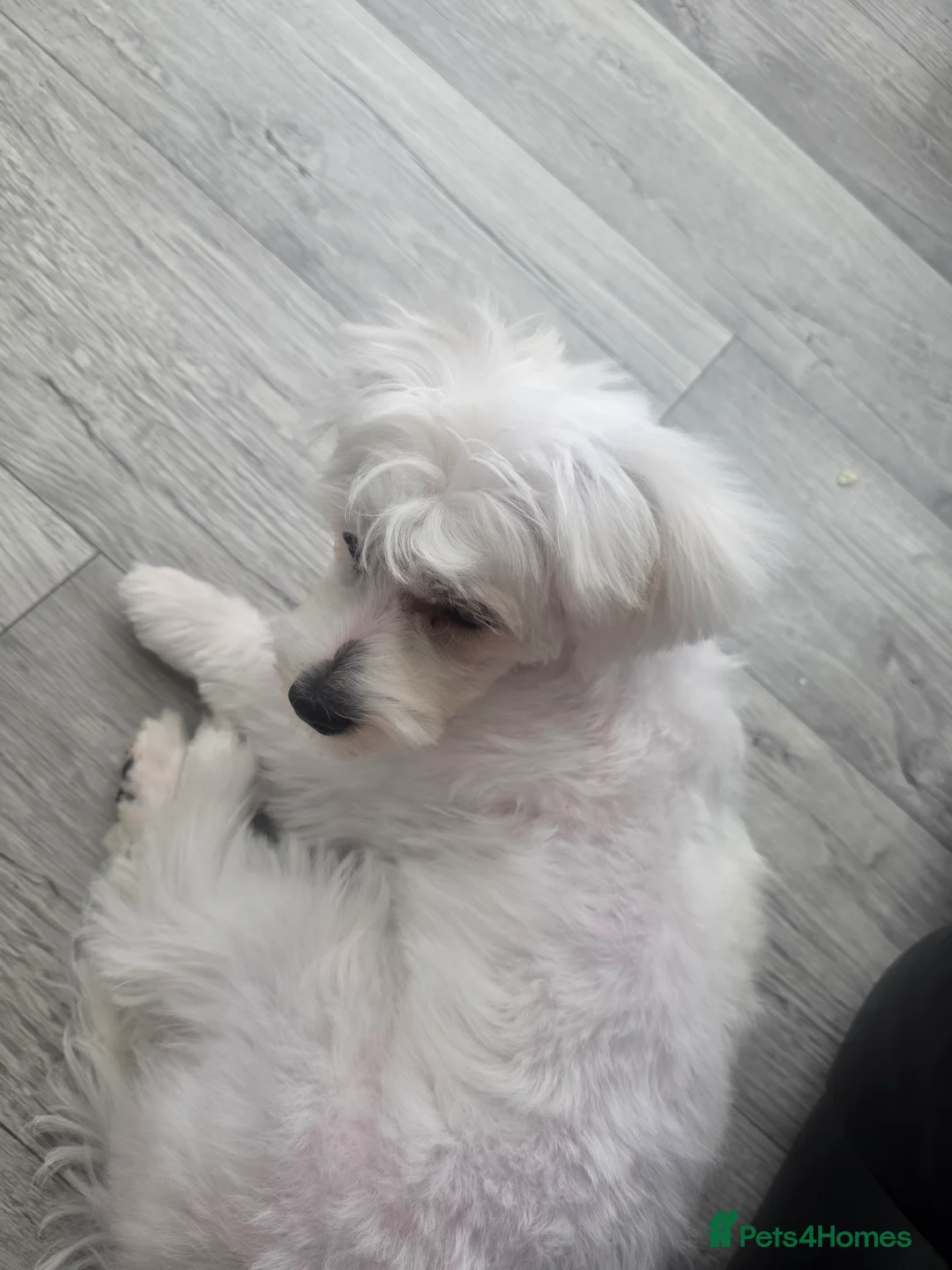 Bichon Frise dogs for sale: Mikey in Gloucester - Advert 2