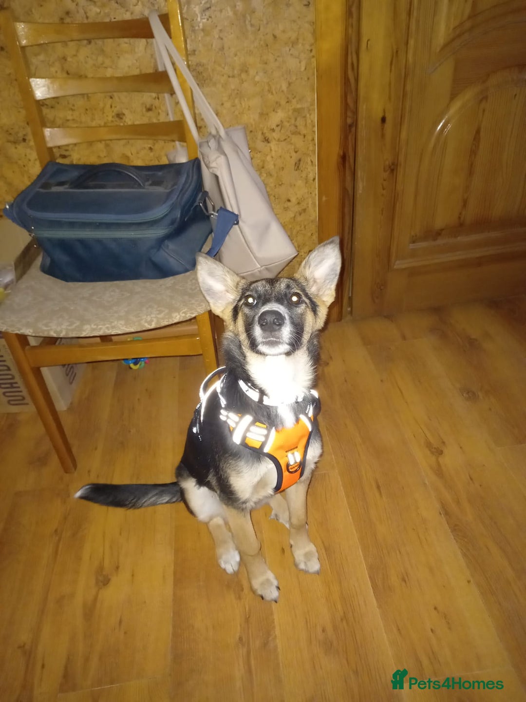 Mixed Breed dogs for adoption: ❤️🐶Busia- 6(7) month lower-medium girl ❤️🐶 - Advert 22