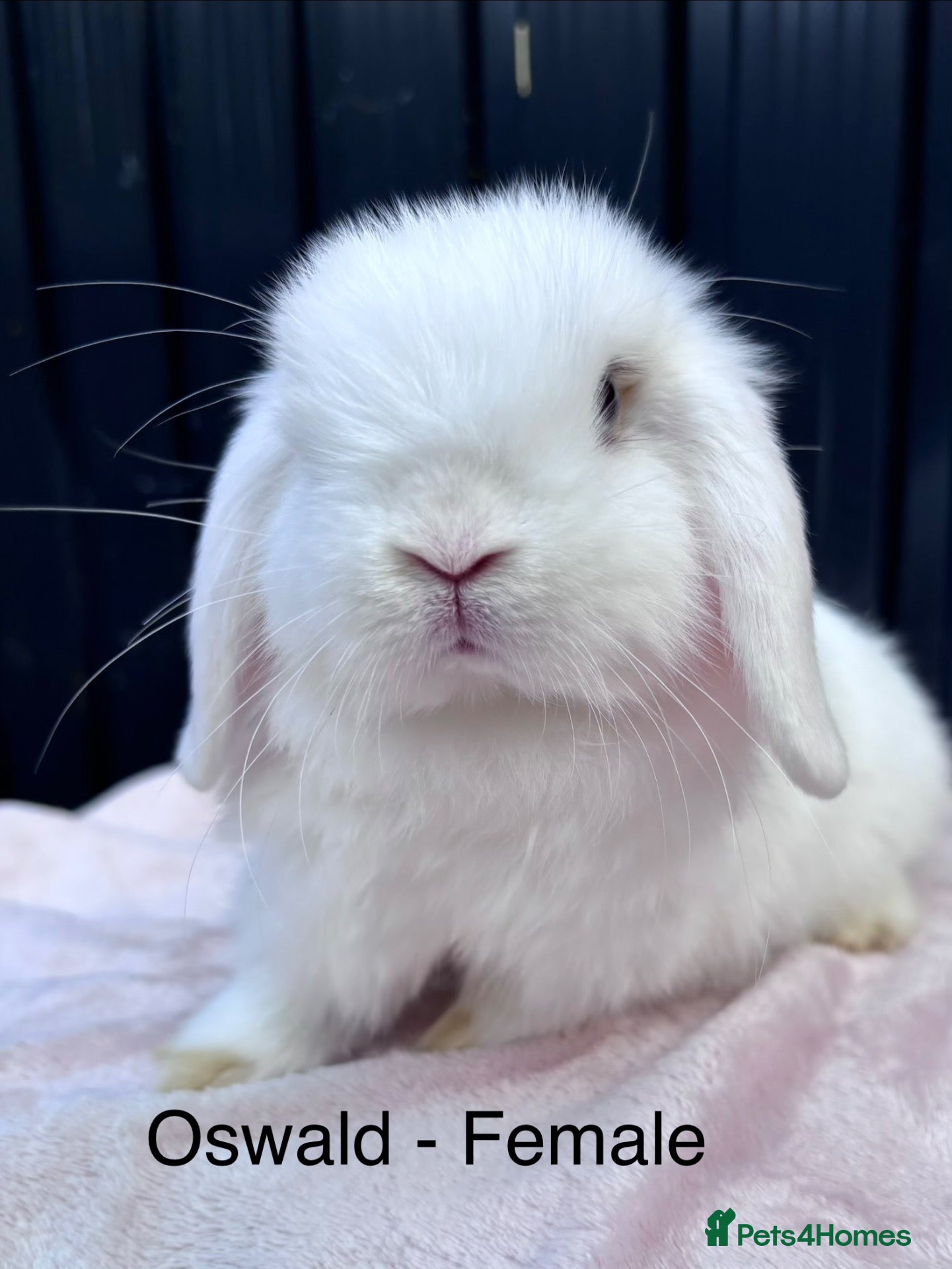 Mini Lop rabbits Mini Lop Baby Bunnies - Ready to leave now - Advert 2