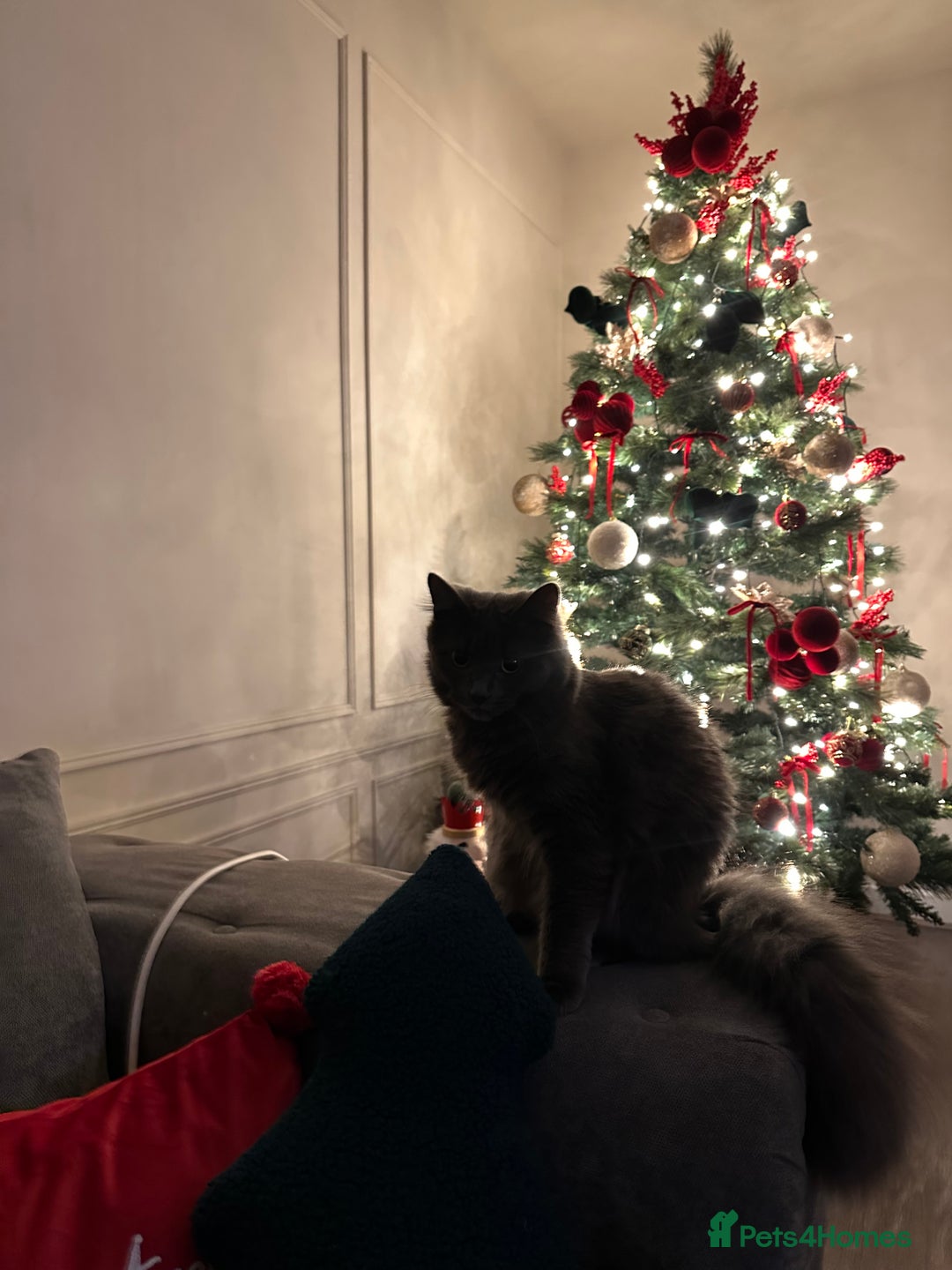 Mixed Breed cats for sale: Loving 10 month old looking for a new home  - Advert 4