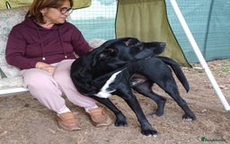 Mixed Breed dogs for adoption: Meet SHEAMUS - a handsome boy for a confident Home - Image 10