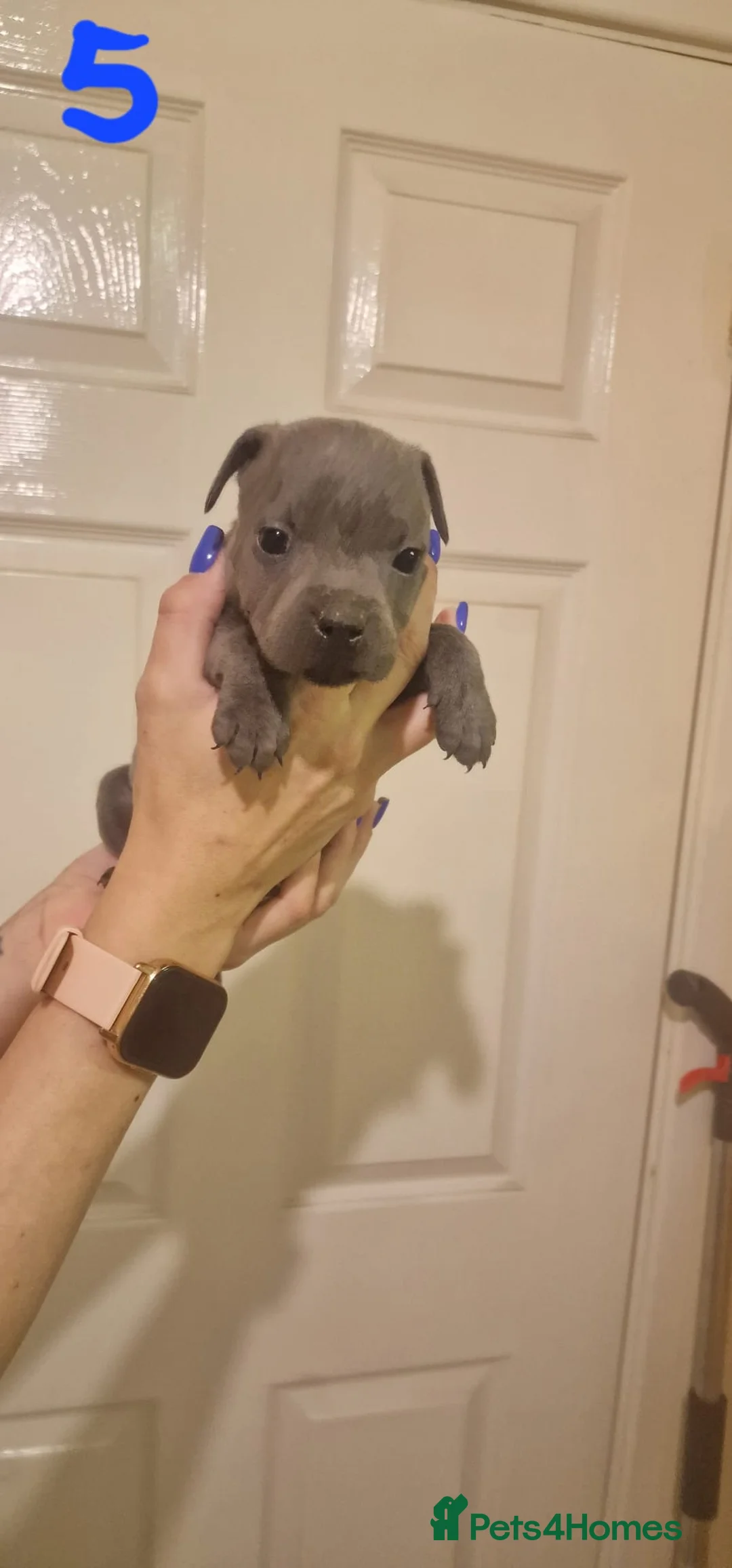 Staffordshire Bull Terrier dogs for sale: 6 beautiful blue staffs - Advert 12