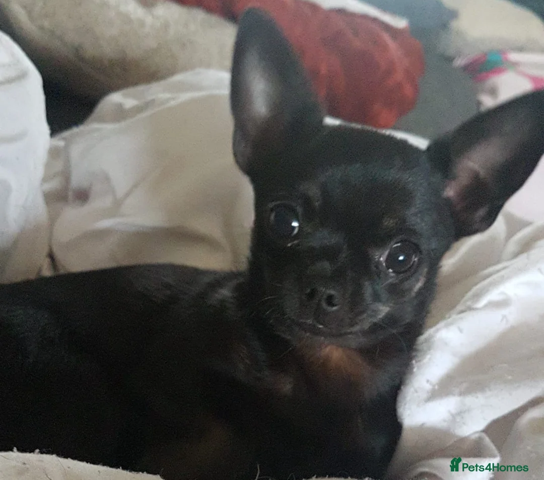 Chihuahua dogs for sale: Tiny pedigree chihuahua puppies  - Advert 2