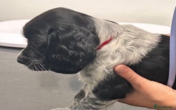 English Springer Spaniel dogs for sale: 2 springer spaniel puppies for sale  in Preston - Image 24