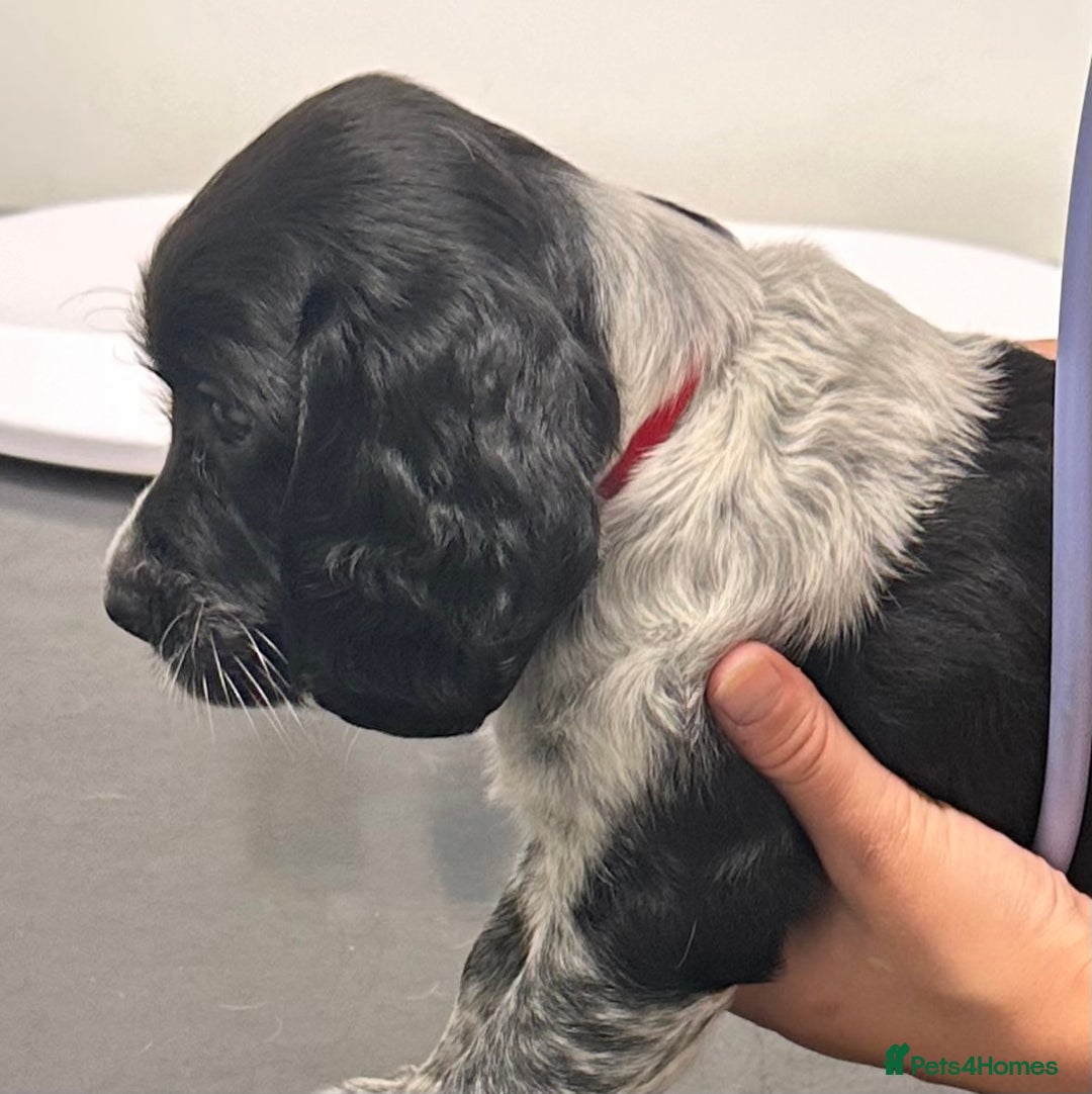 English Springer Spaniel dogs for sale: 2 springer spaniel puppies for sale  in Preston - Image 24