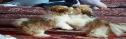 Lhasa Apso dogs for sale: Home bred stunning male Lhasa Apso - Advert 12