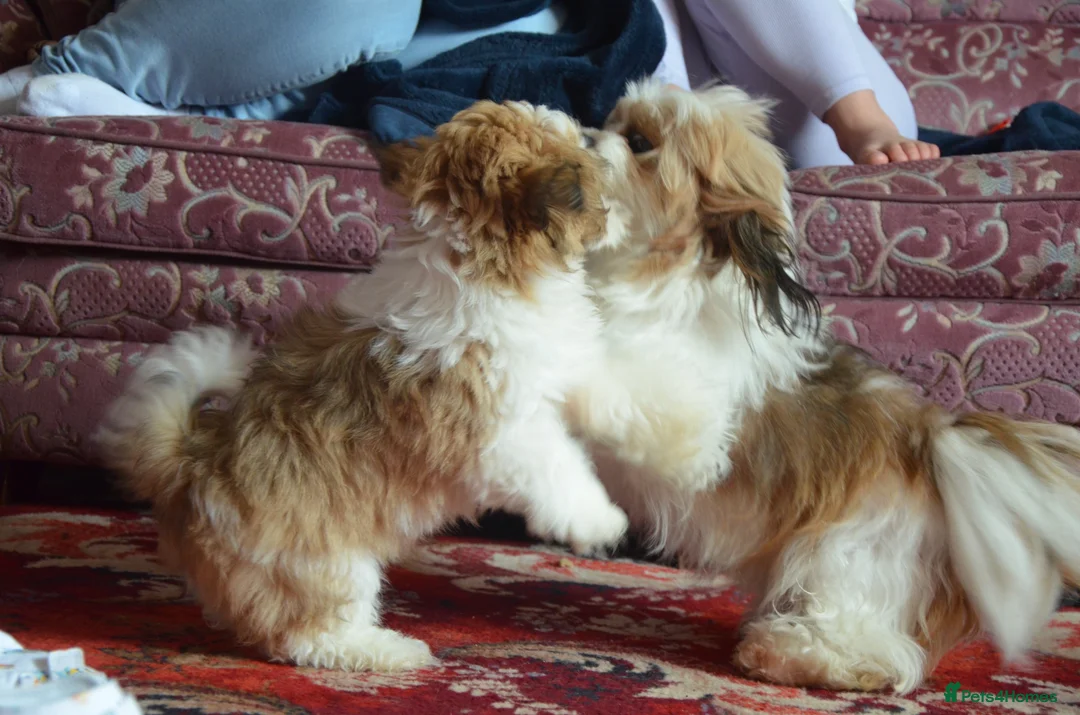 Lhasa Apso dogs for sale: Home bred stunning male Lhasa Apso - Advert 12