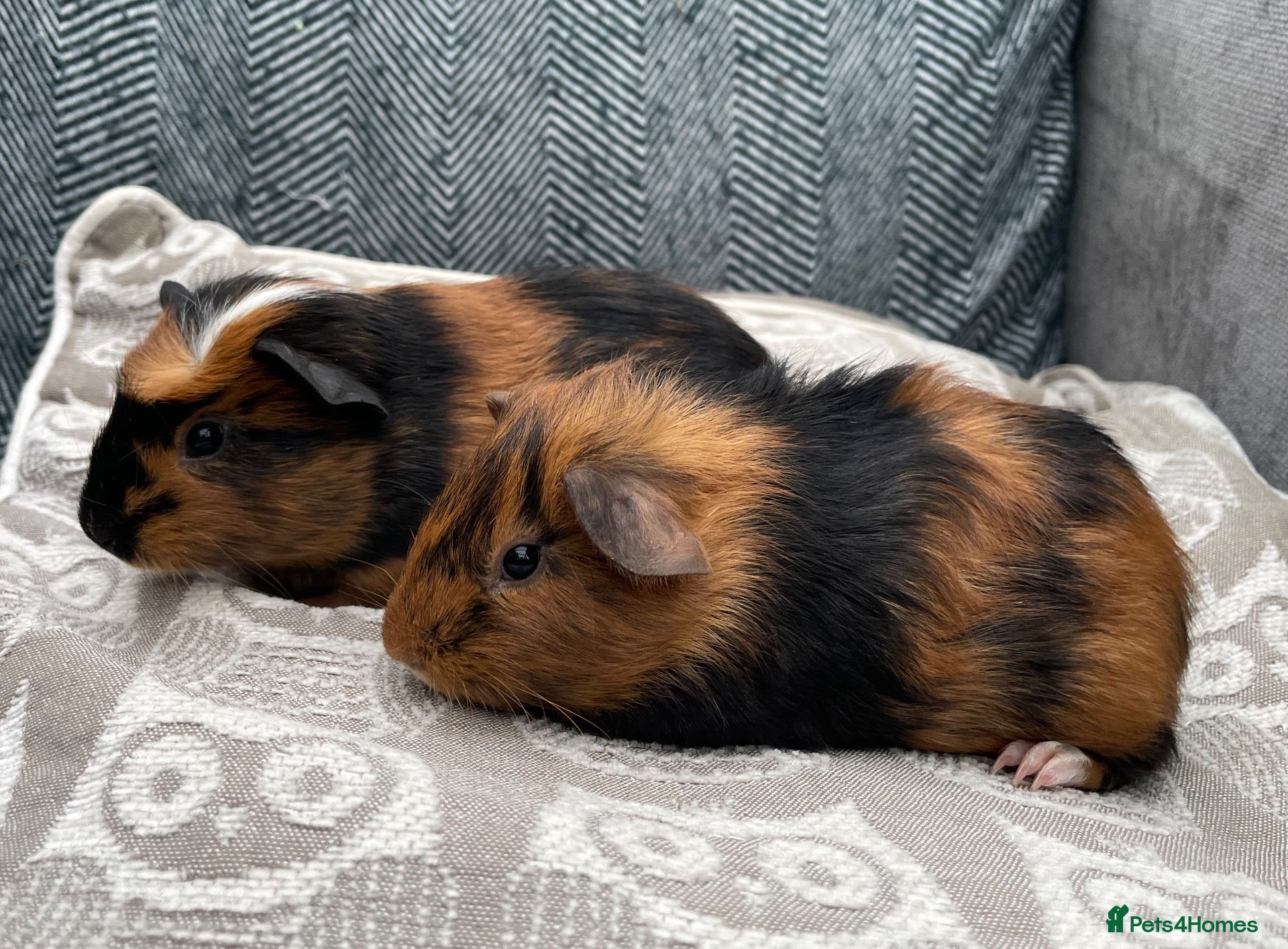 Guinea Pig rodents Gorgeous Female & Male Guinea Pigs - Advert 2