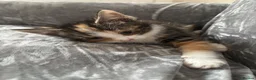 Mixed Breed cats for sale: BENGAL X TABBY FEMALE KITTEN in Walsall - Advert 3