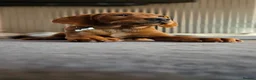 Labrador Retriever dogs for sale: Fox red labradors by Mochuto hot off the press - Advert 8
