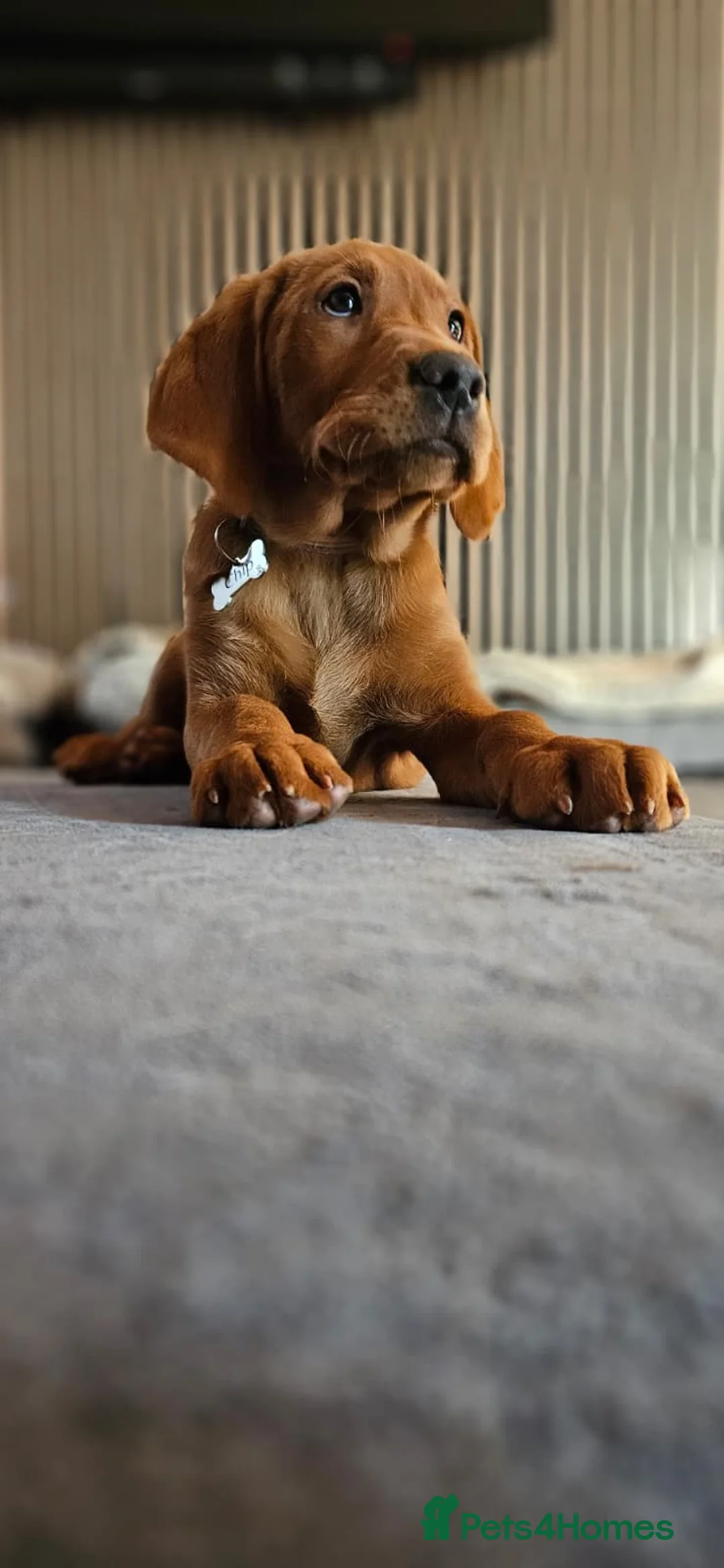 Labrador Retriever dogs for sale: Fox red labradors by Mochuto hot off the press - Advert 8