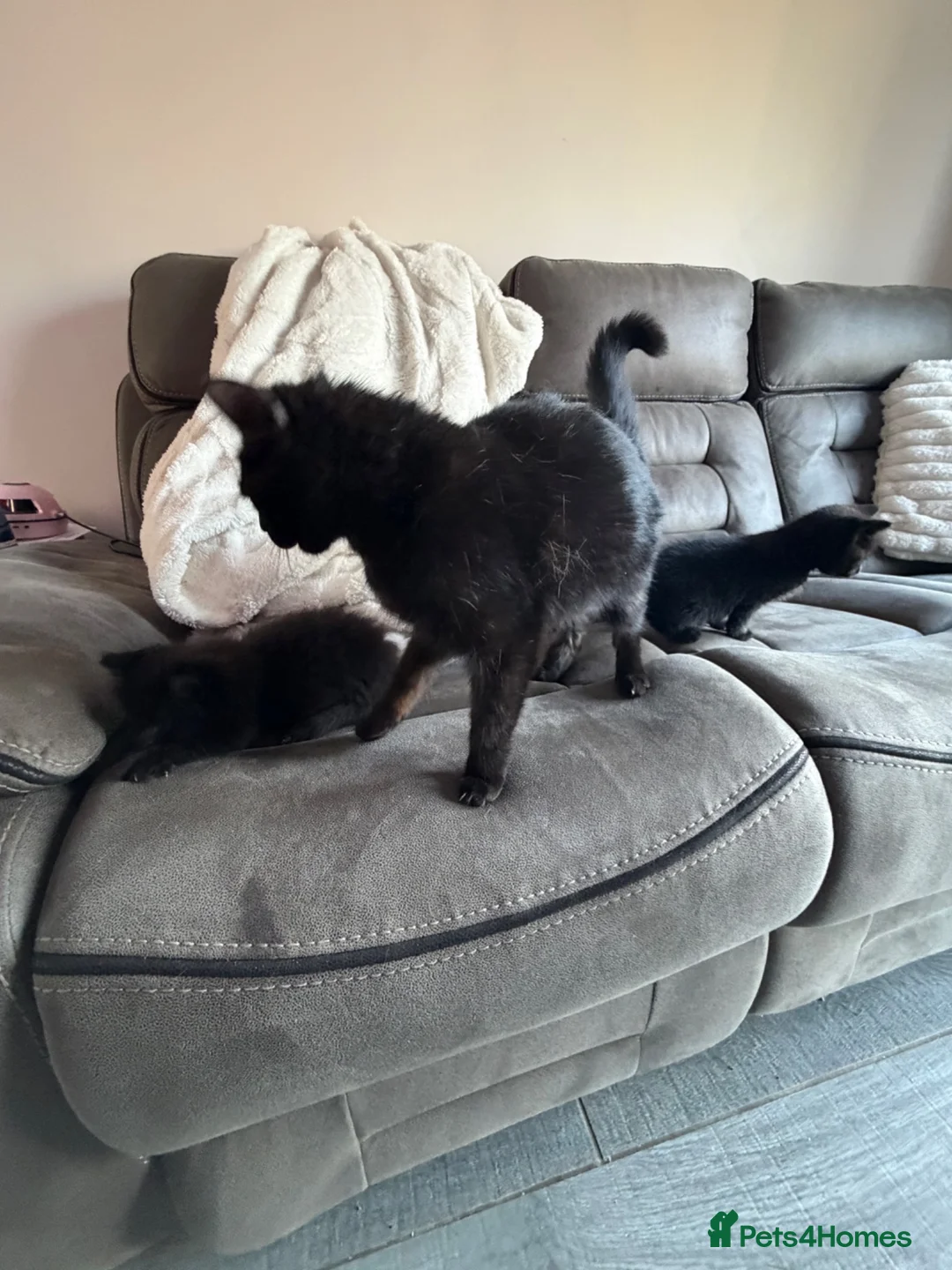 British Shorthair cats for sale: BRITTISH SHORT HAIR X - Advert 2