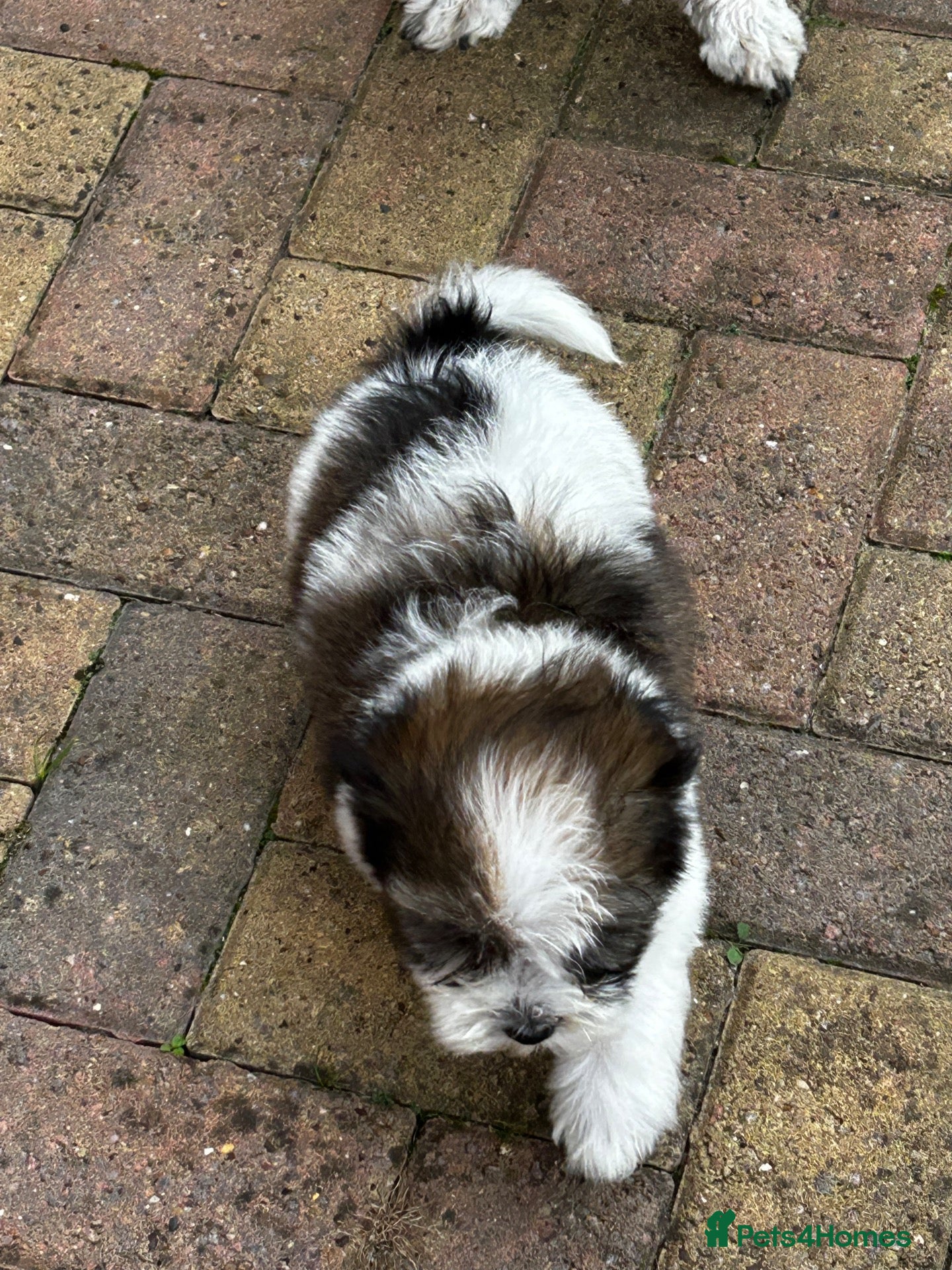 Havanese dogs Beautiful KC Registered Havanese Puppies - Advert 5