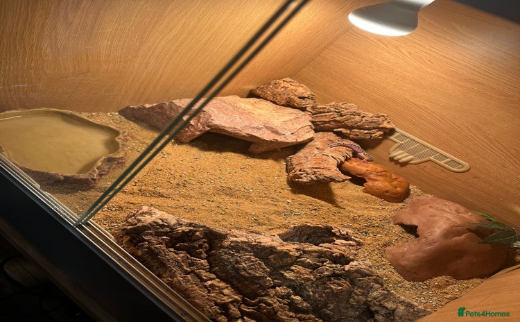 Leopard Gecko reptiles - Advert 1