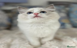 Ragdoll cats for sale: Beautiful Bicolour Ragdoll Kittens Home Raised, in Castleford - Image 1