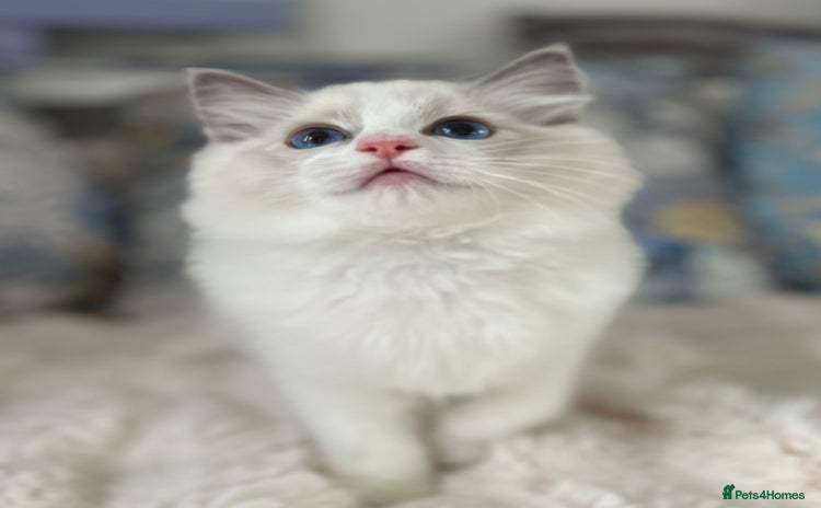 Ragdoll cats in Castleford - Advert 3