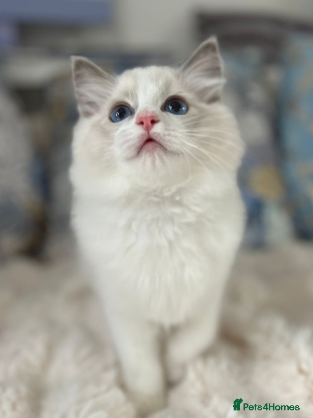 Ragdoll cats for sale: Beautiful Bicolour Ragdoll Kittens Home Raised, in Castleford - Image 1