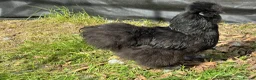 Chickens poultry for sale: Blue bearded silkie hatching eggs with *guarantee* - Advert 6