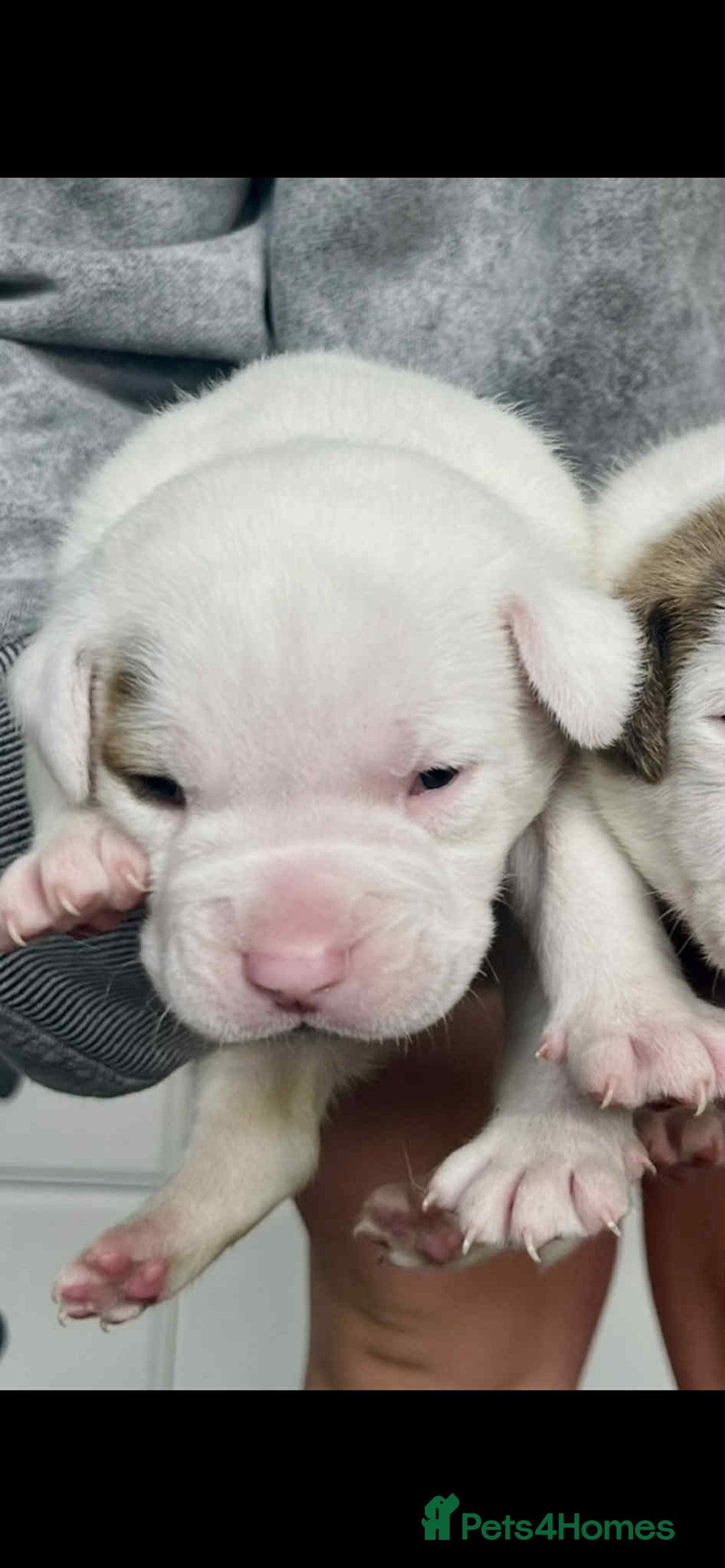 American Bulldog dogs for sale: Beautiful American bulldog puppies for sale - Image 11