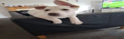 Mixed Breed dogs for sale: Two lovely puppies  - Advert 3