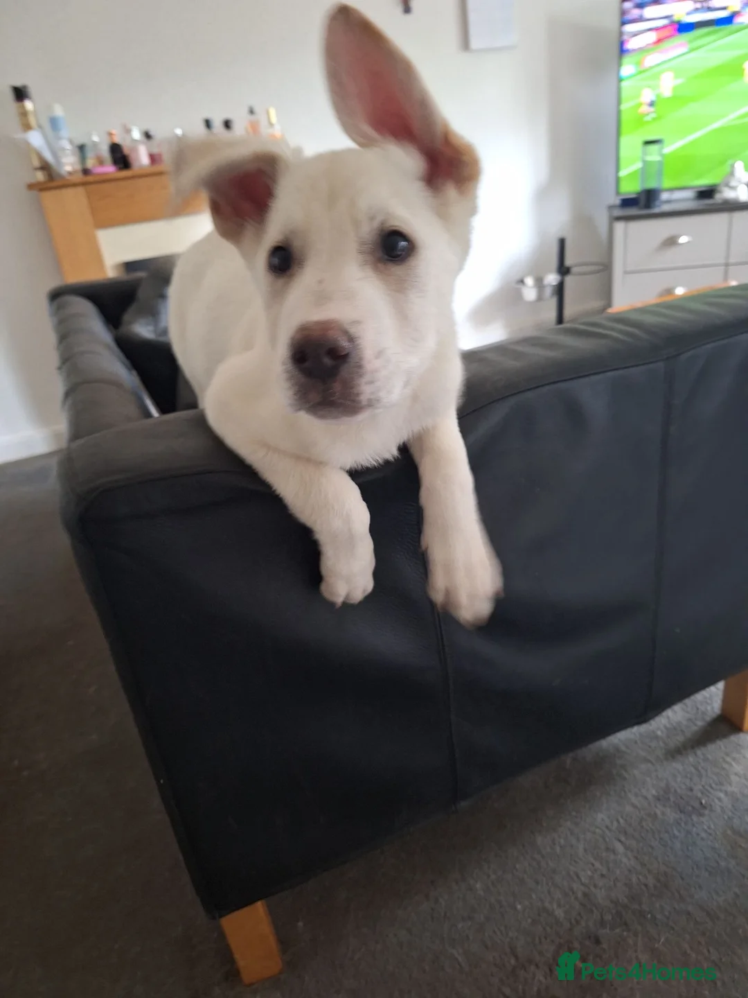 Mixed Breed dogs for sale: Two lovely puppies  - Advert 5