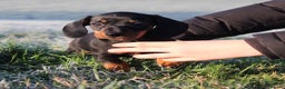 Miniature Dachshund dogs for sale: Stunning Miniature Dachshund Puppies - Advert 18