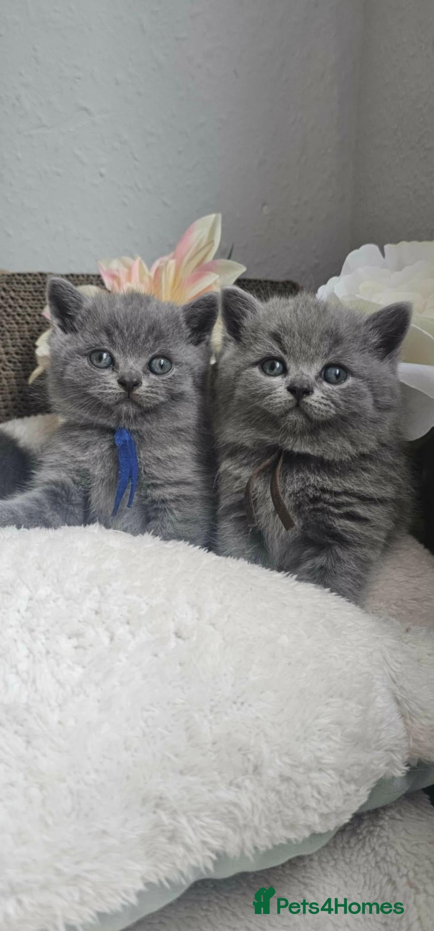 British Shorthair cats GCCF Registered British Shorthair Kittens - Advert 1
