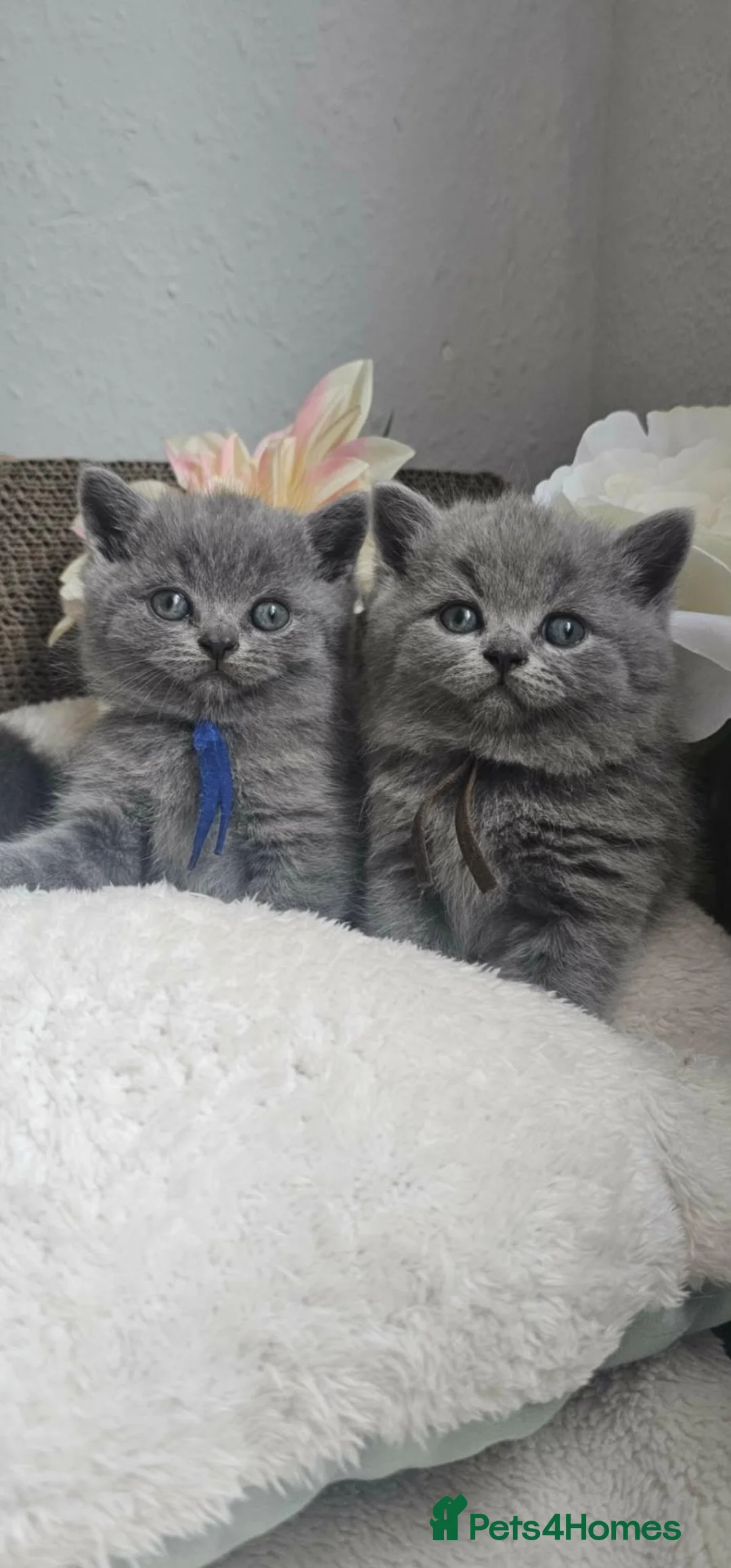 British Shorthair cats for sale: GCCF Registered British Shorthair Kittens - Advert 1