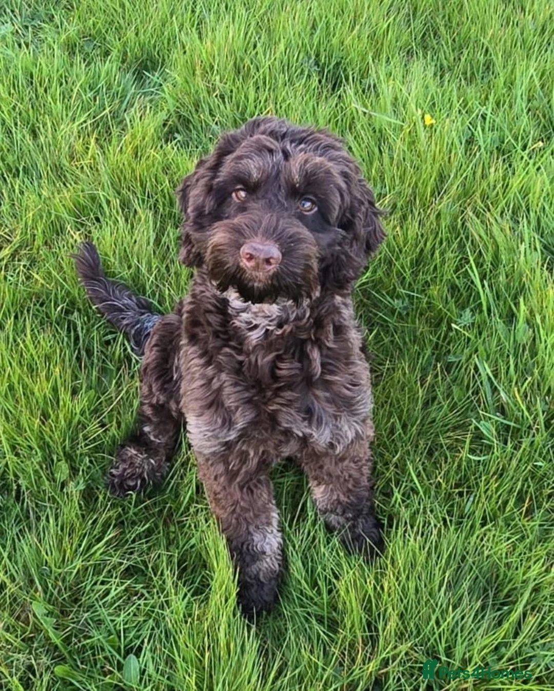 Cockapoo dogs for sale: Ideal as Therapy dog F1 Chocolate Cockapoo  - Advert 1